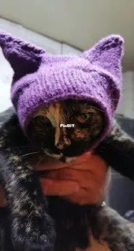 Cat Hat!