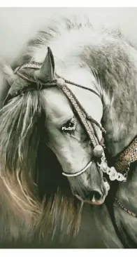 Chimera - Gray Horse