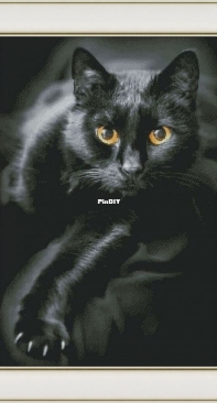 Yellow Eyes Of A Black Cat by Irina Suma