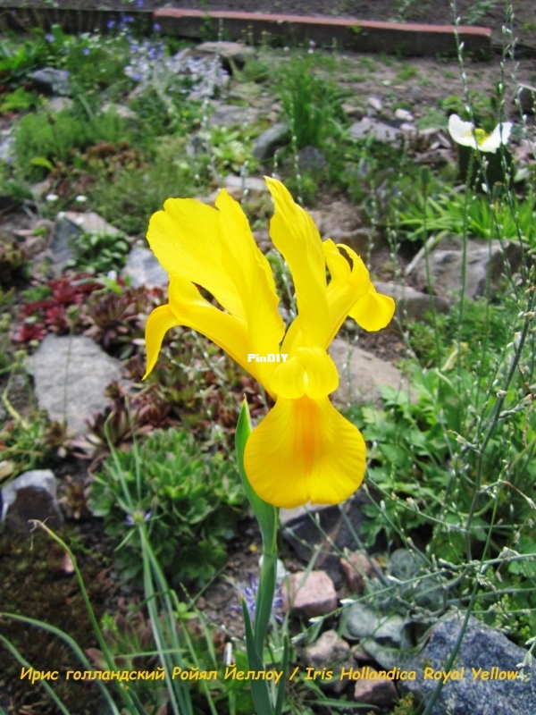 Ирис голландский Ройял Йеллоу  Iris Hollandica Royal Yellow.jpg