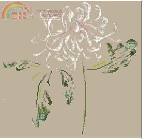 DMC-Chrysanthemum.jpg