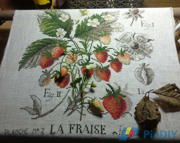 DFEA Etude Botanique Strawberries
