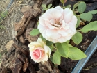My stunning rose garden 