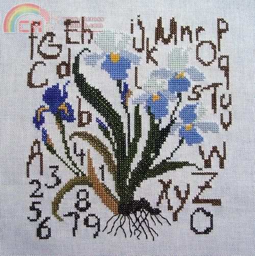 Country Iris (1).JPG