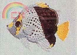 Tinkers Butterfly Fish.jpg