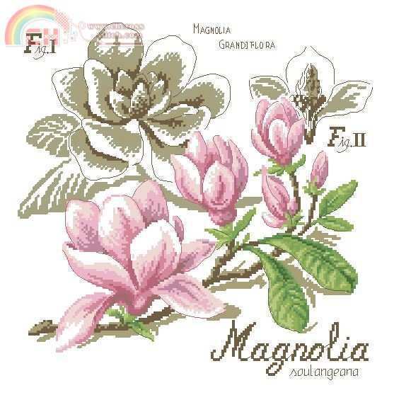 DFEA-HS27 Etude Magnolia (1).JPG