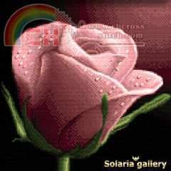 your rose. solaria.jpg