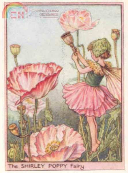 The Shirley Poppy Fairy ridotto.jpg