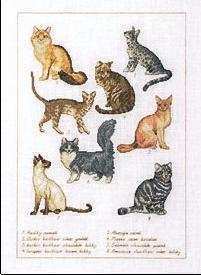 70-6402 Cats.jpg