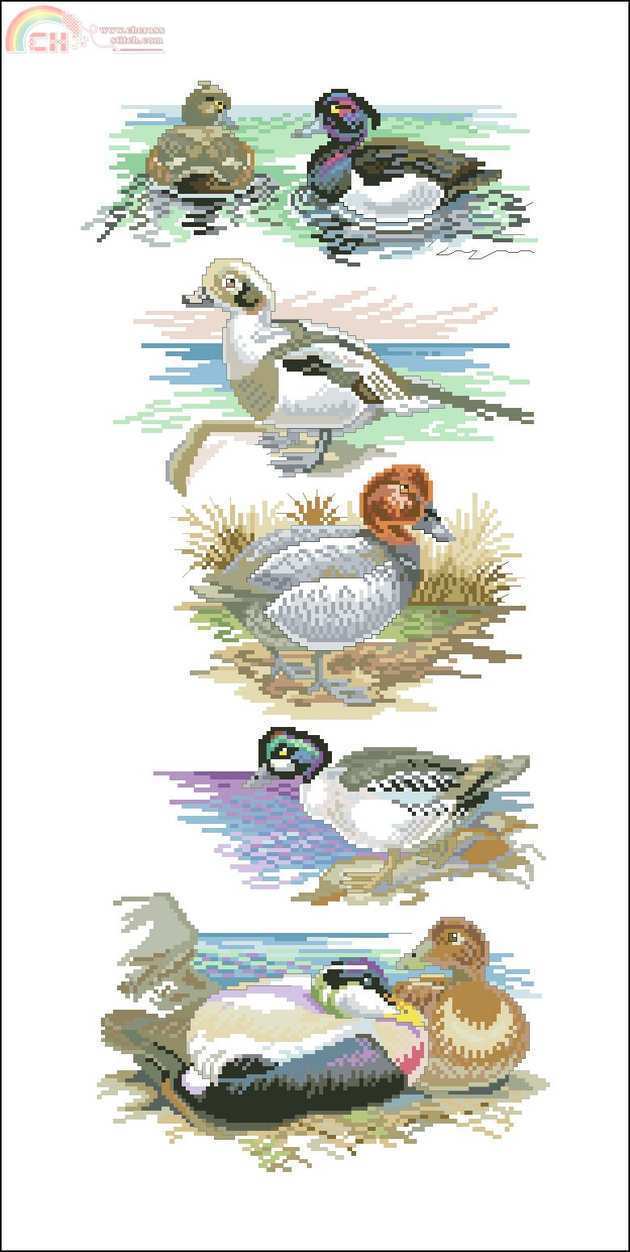 patos.jpg