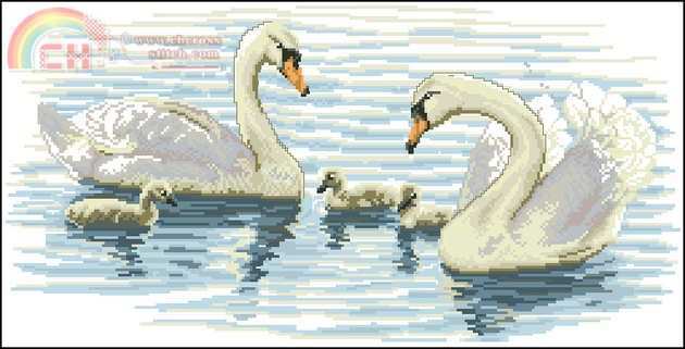 Cisnes.jpg