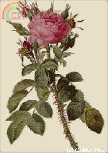 GK 353 Rosa Bifera.jpg