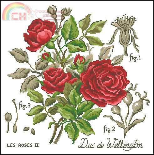 VE - Etude a la rose - Duc de Wellington.jpg