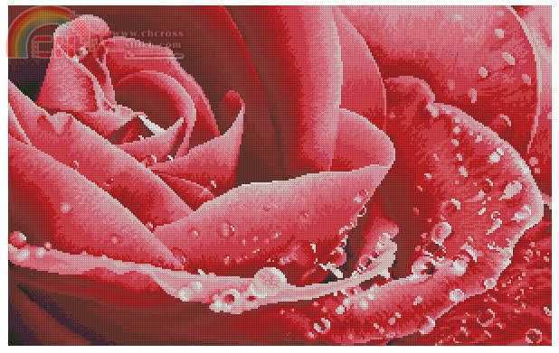 Red Rose and Dew.jpg
