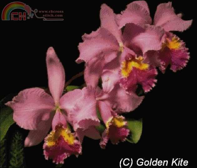288 Orchid pink.jpg