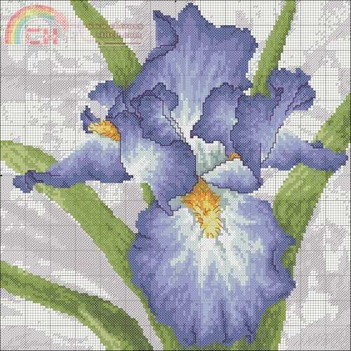CS Collection 169 Iris.jpg