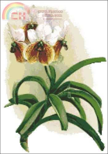 free_orchid_LRG.jpg