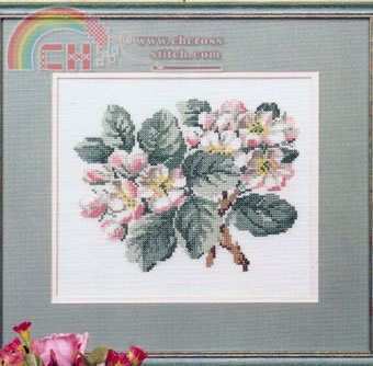 12-8013 Apple blossoms.jpg