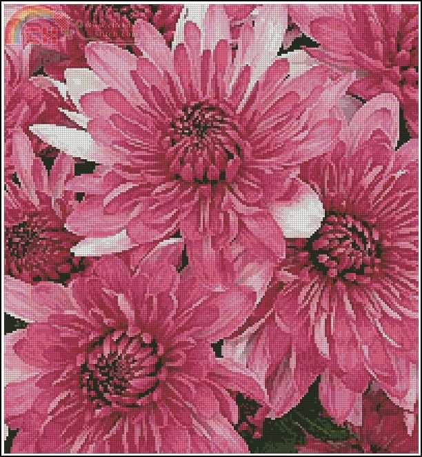 CS Pink Chrysanthemums.jpg