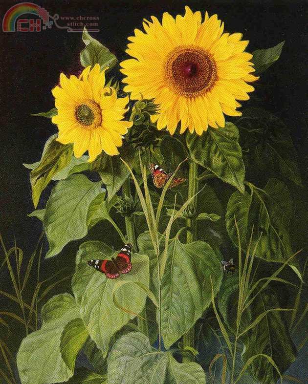 Golden Kite 1246 Sunflowers