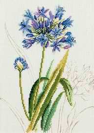 34850 Agapanthus.jpg