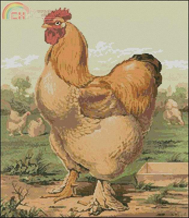 Artecy - Rooster 3