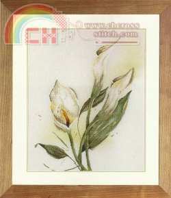 34788 calla lily.jpg