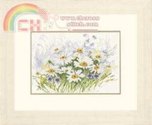 34787 daisies.jpg