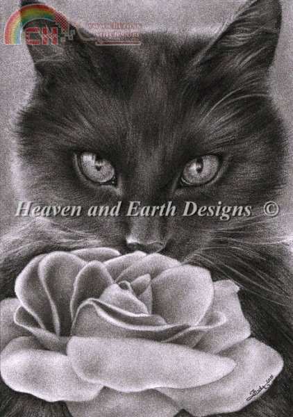 Kitten and The Rose.jpg