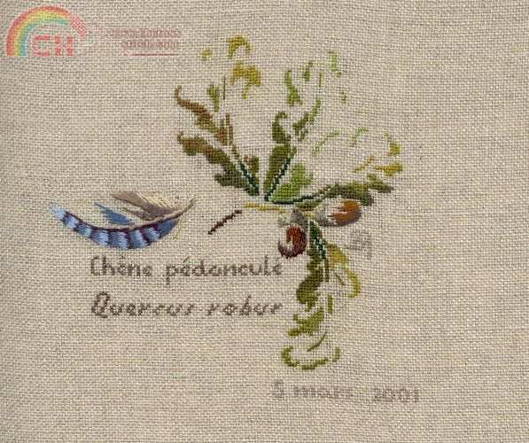 OAK STALK ENGLISH OAK (2).jpg