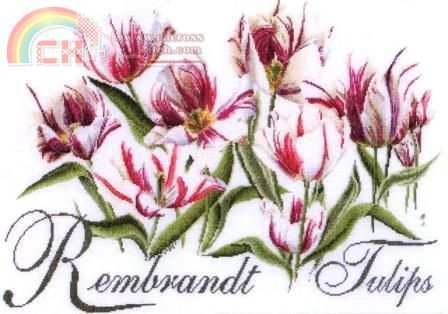TG 447 Rembrandt Tulips