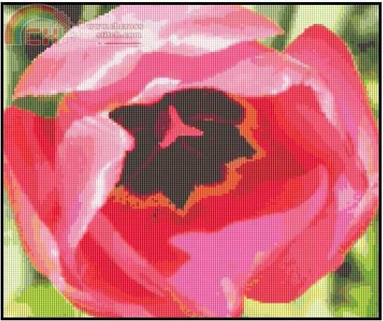 pink poppy.jpg