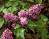 Kreuzstich Kreativ - Lilac