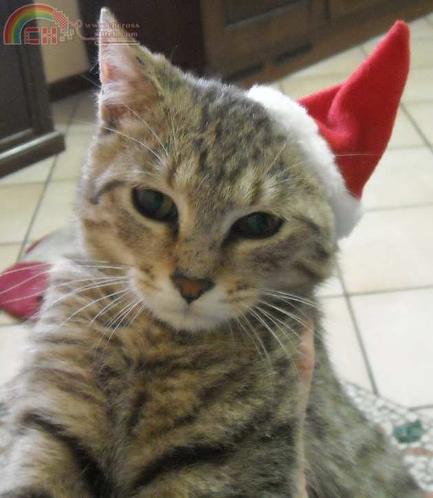Pierino