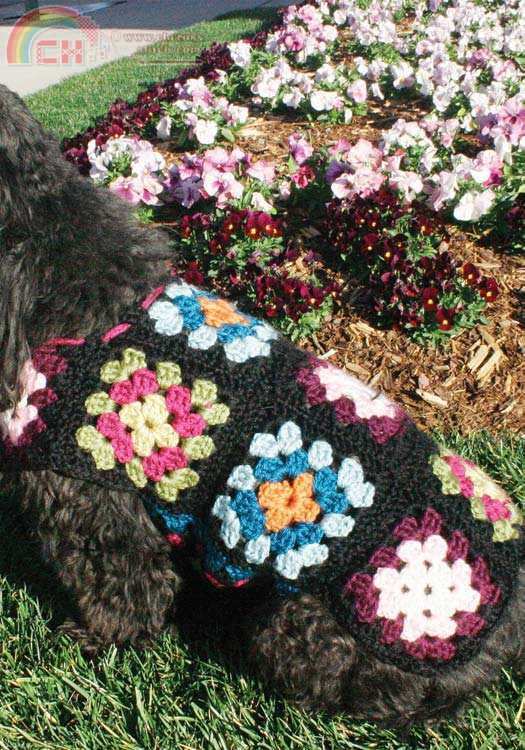 Pet Granny Square.jpg