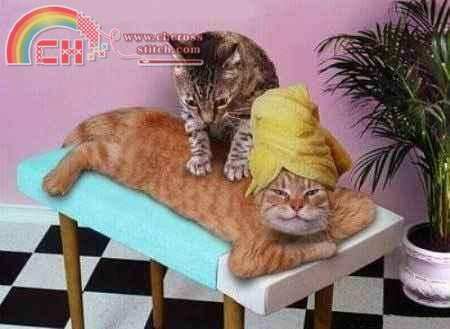 gatti_relax.jpg