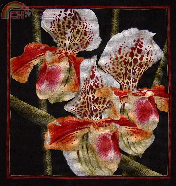RTO M263 Pafiopedilum Orquídeas