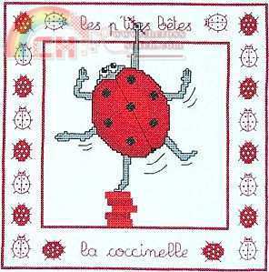 0107_coccinelle.jpg