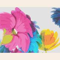 Brightly colored cosmos flowers