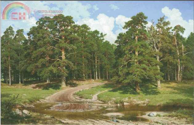 GK-1536-Pine-Forest.jpg