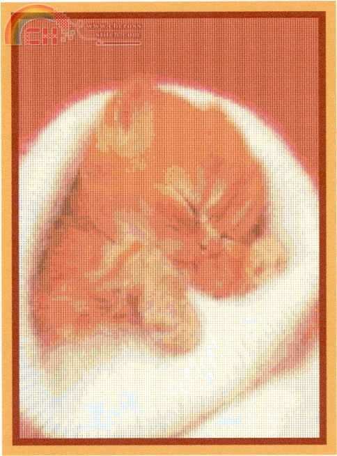 Angora Kitty.jpg