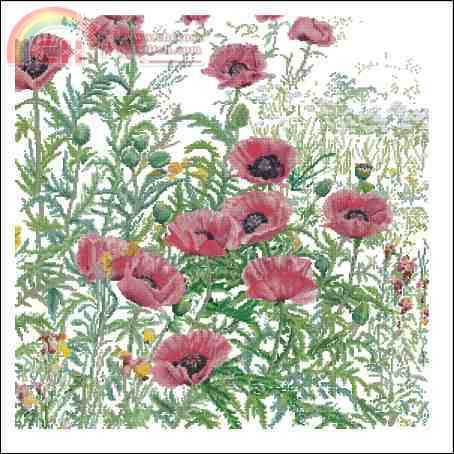 TG 2061 Papaver rose.jpg