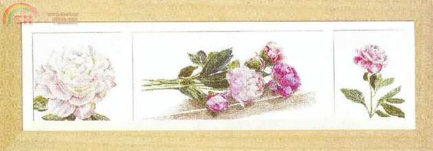 TG 433 Pioenrozen.jpg