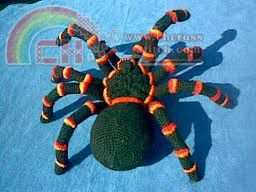 spider.jpg