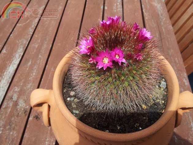 CACTUS.JPG