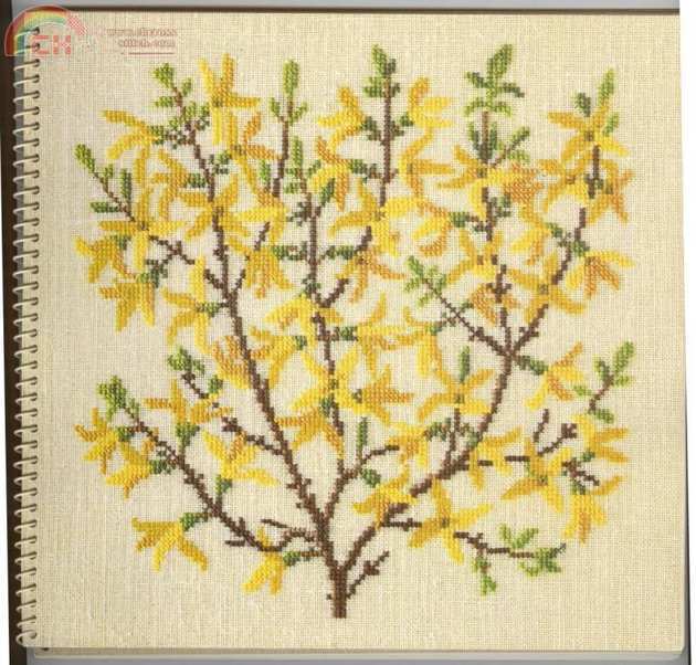 3 Forsythia.jpg