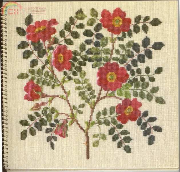 12 Rosa moyesii.jpg