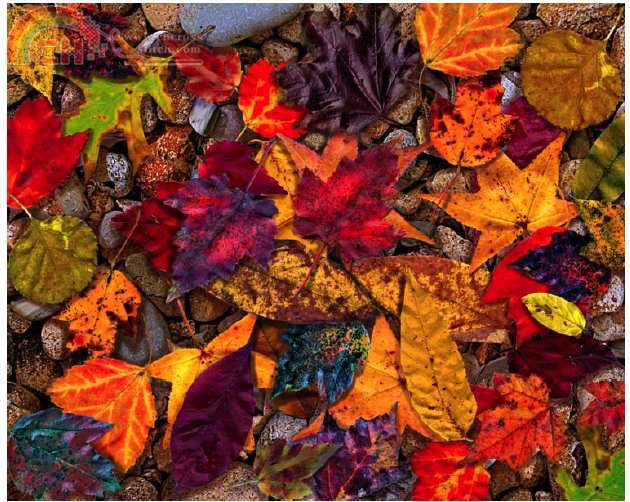 LEWIS T.JOHNSON-LEAVES OF OCTOBER.jpg