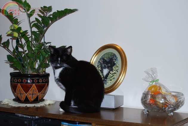 My balck Cat Mruczek.jpg