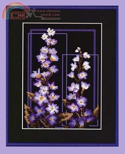 Delphinium 